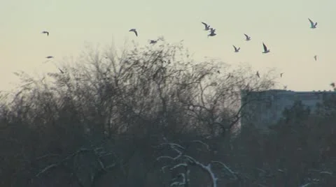 Winter seagull in flight Vídeos de archivo 20497386