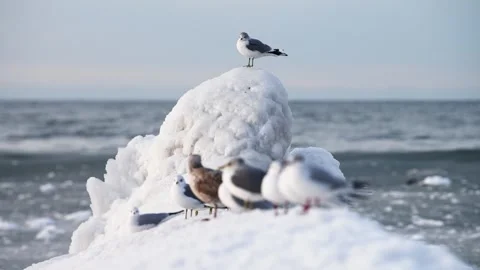 Winter seagull perched on icy rock by sea amid flock and cold horizon Stock Footage 331202918