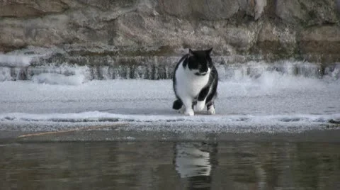 Winter Season - cat Видео 10732264