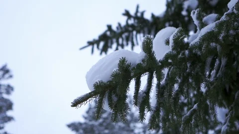 Winter season close up on a pine branch covered with snow Stock Footage 104900341