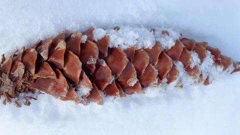 Winter Season Concept Pine Cone In Snow Stock Footage 226281237