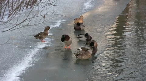 Winter season Видео 10732218
