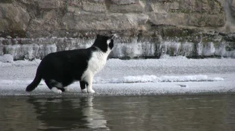 Winter season Видео 10732223