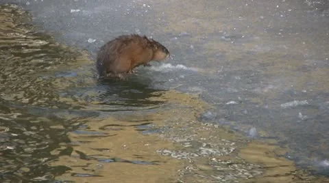 Winter season Stock Footage 10732229