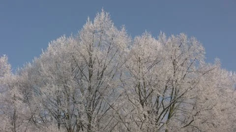 Winter season Stock Footage 10752886