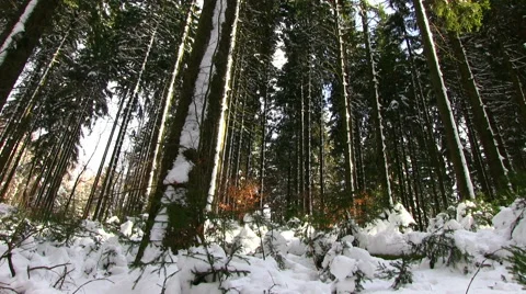 Winter season in a forest Видео 46914977