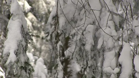 Winter season in a forest Stock Footage 46931236