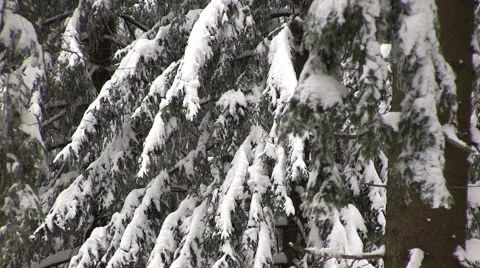 Winter season in a forest Stock Footage 46950079
