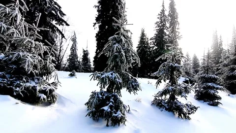 Winter season landscape forest tree natural view 4k HD Vídeos de archivo 334658614