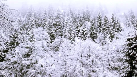 Winter season landscape forest tree natural view 4k HD Stock-Footage 334658655