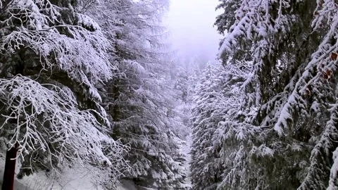 Winter season landscape forest tree natural view 4k HD Stock-Footage 334658660