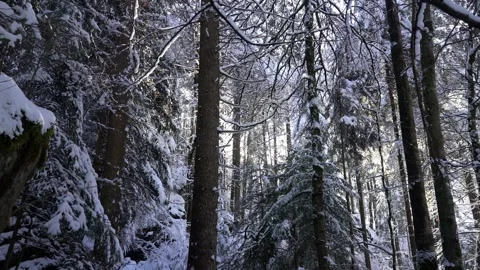 Winter season landscape forest tree natural view 4k HD Stock-Footage 334658668