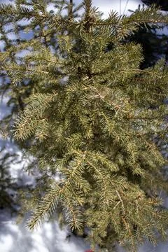 Winter Seedling: Baby Pine Tree in Snow Foto stock