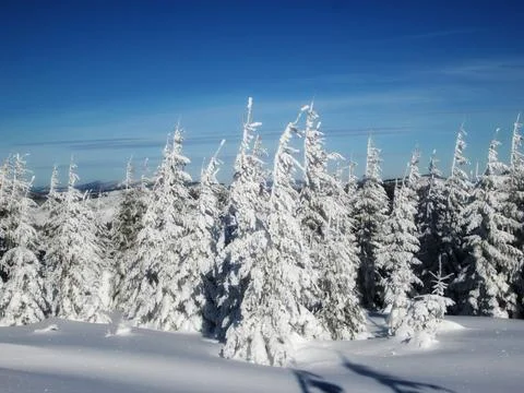 Winter serenity in the forest Stock Photos