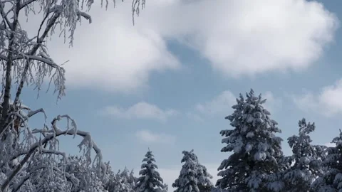 Winter Serenity: A Snow-Covered Tree Under a Clear, Sunny Sky Stock Footage 292446438