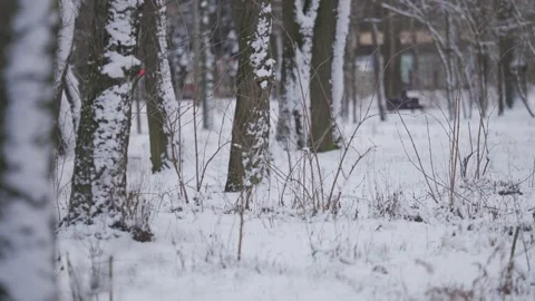 Winter Serenity: Snow-Covered Trees and Empty Bench Stock Footage 302457066