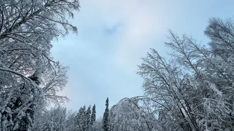 Winter Serenity Snow Draped Trees and Sky Stock Footage 256235962