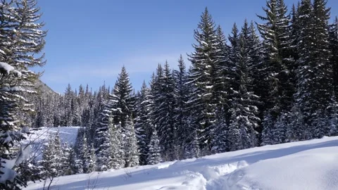 Winter Serenity: Snow-Dusted Conifer Forest 스톡 동영상 339274991
