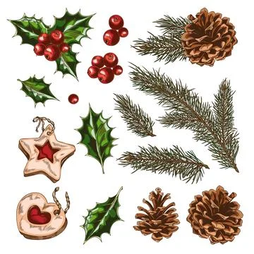 Winter set with pine branches, cones, holly, berries, leaves, cookies, hand Stock Illustration