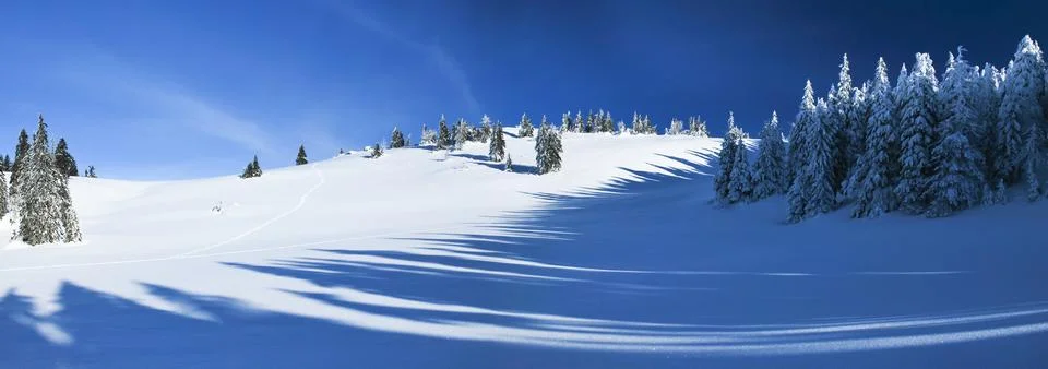 Winter shadows of the forest Stock Photos