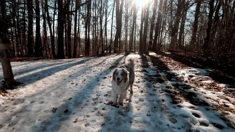 Winter Shadows: Herding Dog Strolls Down Snowy Path Stock Footage 168025608