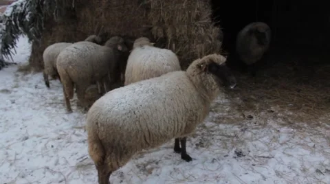 Winter sheep in farm Stock Footage 45490963