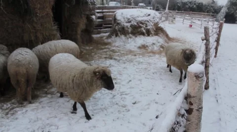 Winter sheep in farm Stock Footage 45490968
