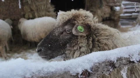 Winter sheep Stock Footage 45491058