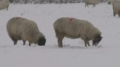 Winter sheep standing in snow Stock Footage 36435114