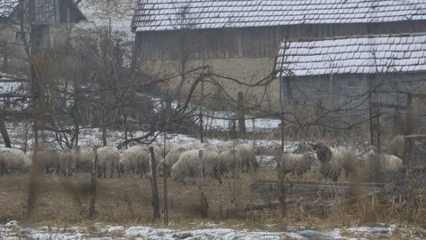 Winter Sheep in Yard Stock Footage 71033833