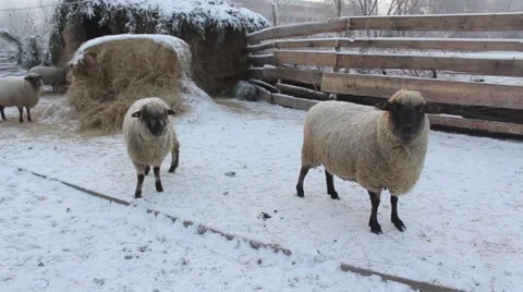 Winter sheeps Stock Footage 45491040