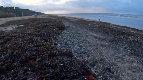 A winter shoreline covered in thick washed-up seaweed stretches toward the Stock Footage 323920517