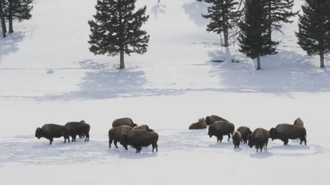 Winter shot of a bison herd standing in the snow at yellowstone Stock Footage 130933208