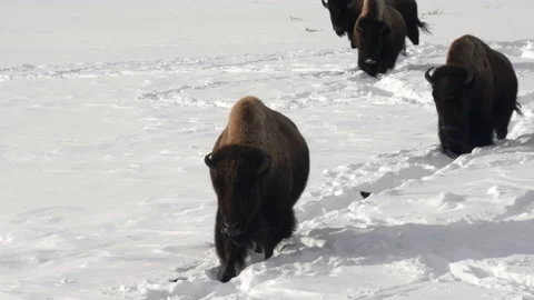 Winter shot of a bison herd walking in deep snow at yellowstone Stock Footage 137003096