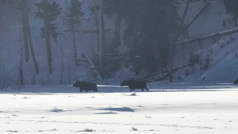 Winter shot of a moose herd walking across a snowy field at yellowstone Stock Footage 130935041