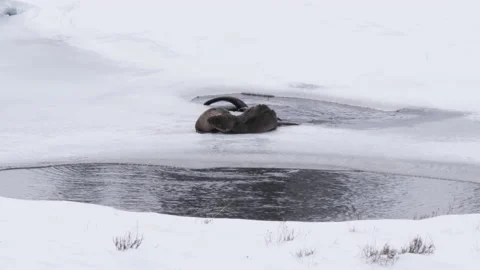 Winter shot of a pair of river otter grooming each other at yellowstone Vidéo 137088775