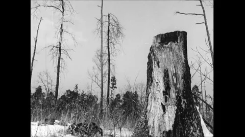 Winter Shots Showing Deforestation Stock Footage 113299142