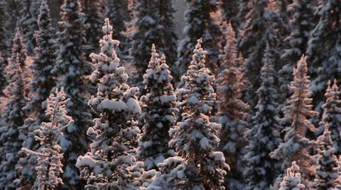 Winter in Siberia3 Stockbeeldmateriaal 10882169
