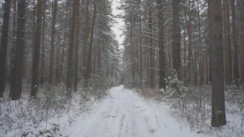 Winter Siberian forest Stock Footage 164980677