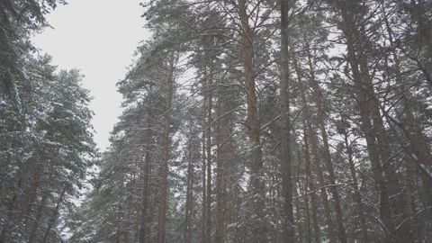  winter Siberian forest Stock Footage 164980771