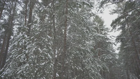  winter Siberian forest Stock Footage 164981121
