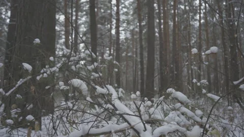 Winter Siberian forest Stock Footage 164981361