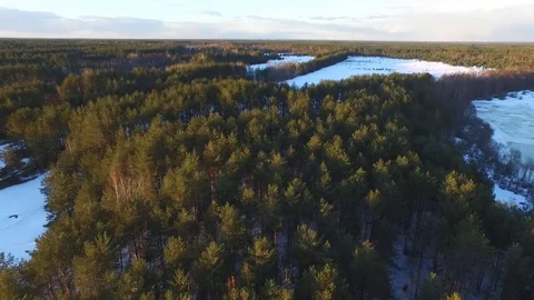 Winter Siberian taiga Stock-Footage 79161890