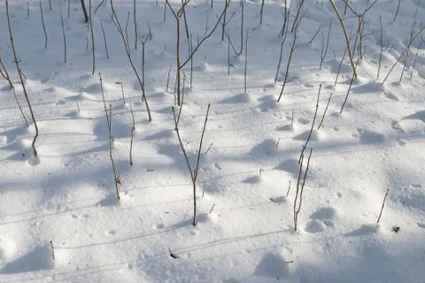 Winter simplicity Stock Photos