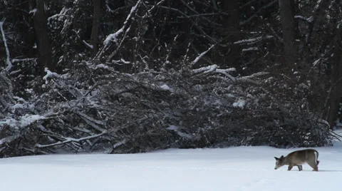 Winter, single deer walking slowly in woods in winter looking for food Stock Footage 34933398
