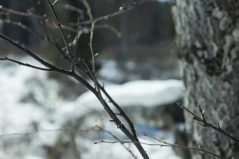 Winter sketch-10 库存照片