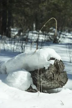 Winter sketch-8 库存照片