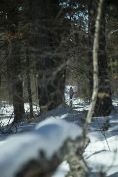 Winter sketch 库存照片