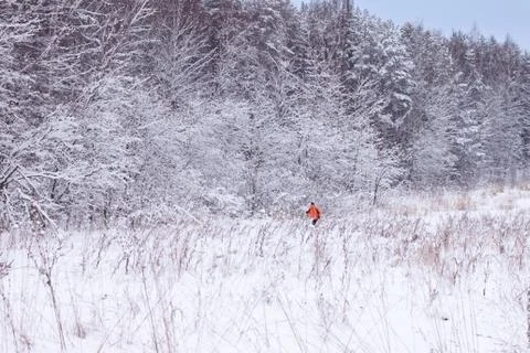 Winter skier in a forest Stock Photos