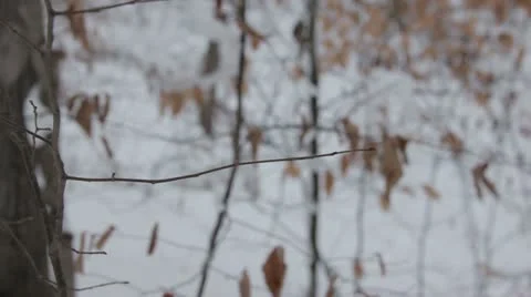 Winter Skinny Trees 스톡 동영상 20592092
